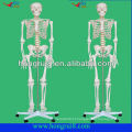 Modelo de esqueleto humano de orçamento, modelos anatômicos de esqueleto humano